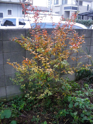 c0184125_15421357.jpg