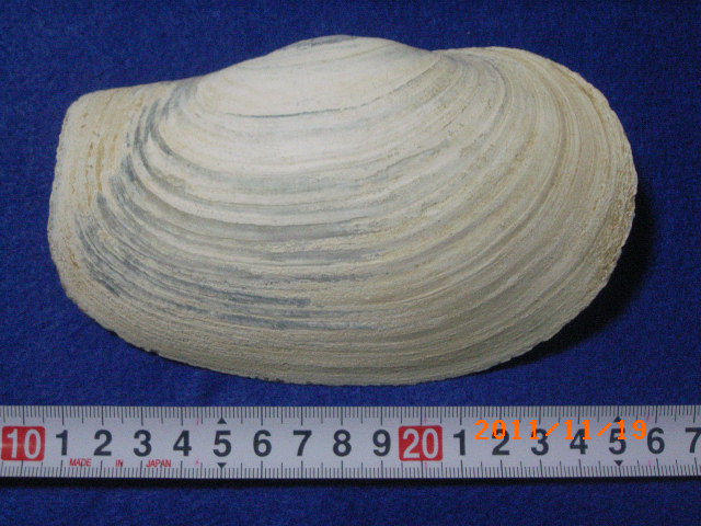 a0157451_17553361.jpg