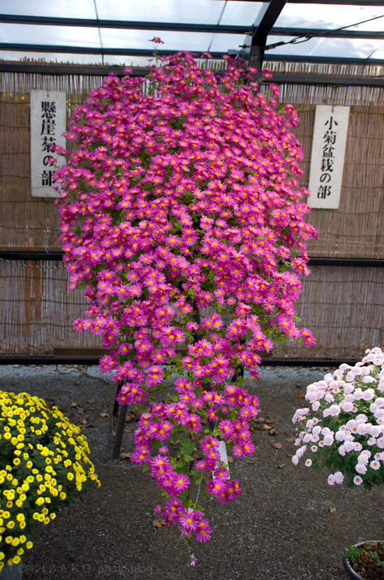 d0100156_22522867.jpg
