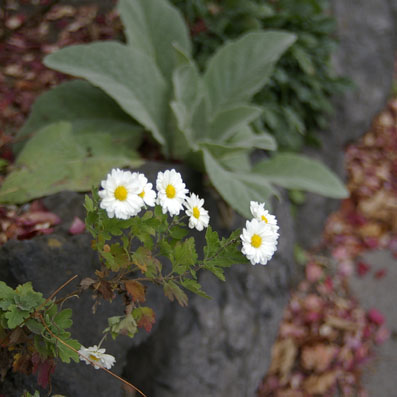b0075364_9362910.jpg