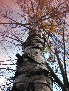 c0074000_21252837.jpg