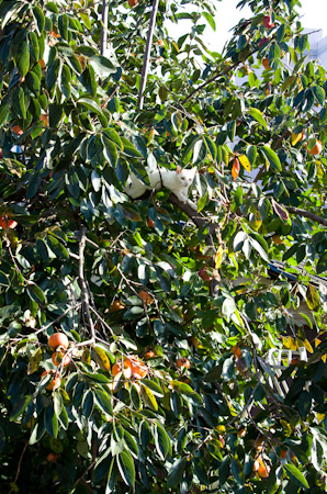 f0239100_15245984.jpg