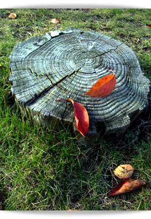 e0136420_2350275.jpg