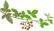 c0123031_7143290.gif