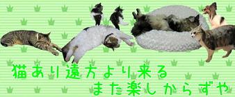 猫あり遠方より来る、また楽しからずや