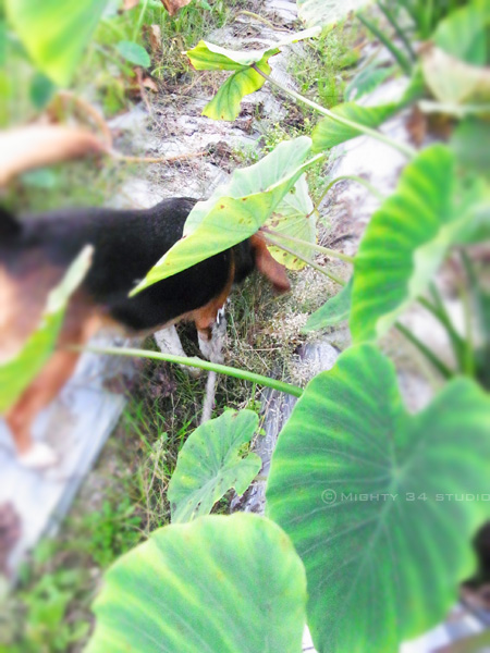 f0006253_2012085.jpg