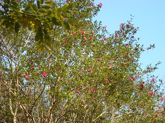 a0088456_17425788.jpg
