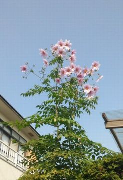 a0065062_19324167.jpg