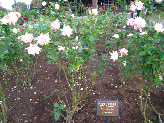 b0032346_15503240.jpg