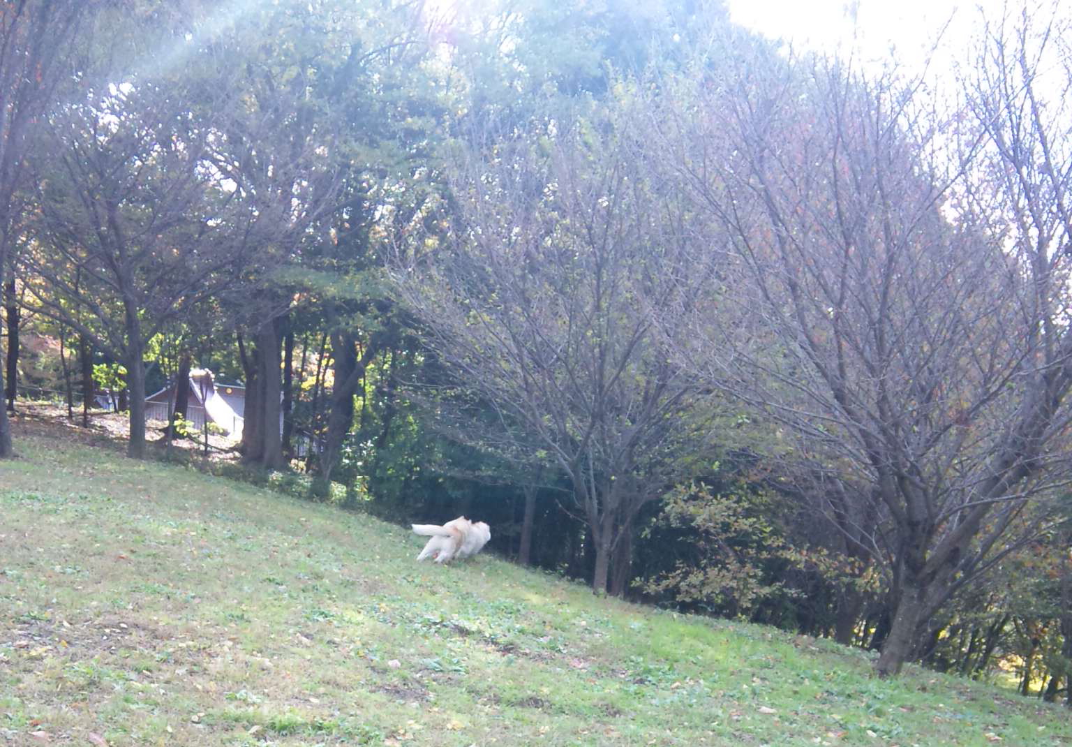 e0121548_1017167.jpg