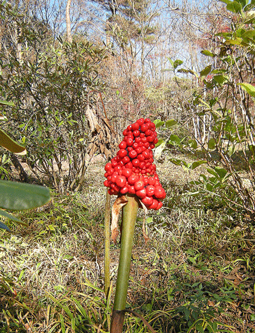 a0001354_21223424.gif