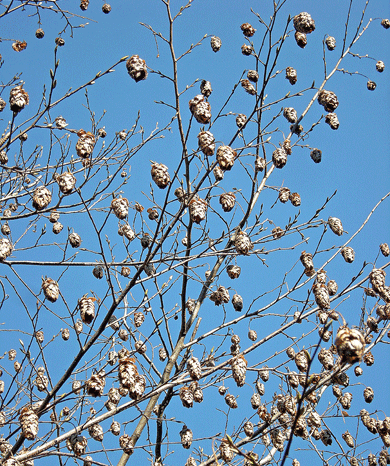 a0001354_21233832.gif