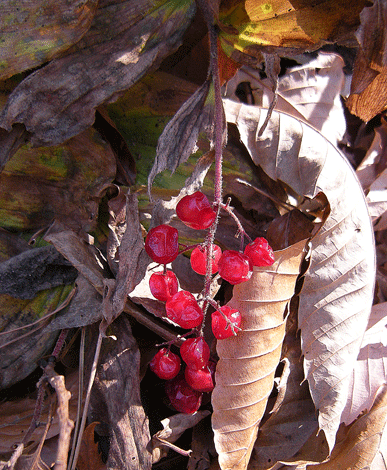 a0001354_21264925.gif