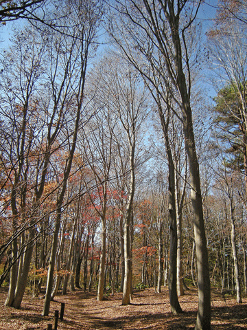 a0001354_21273577.gif