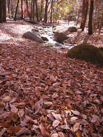 a0001354_212975.gif