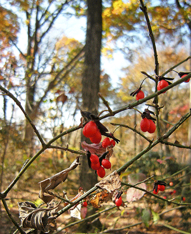 a0001354_21302938.gif