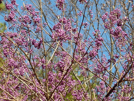 a0001354_21405942.gif