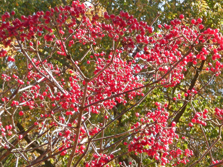 a0001354_21413122.gif