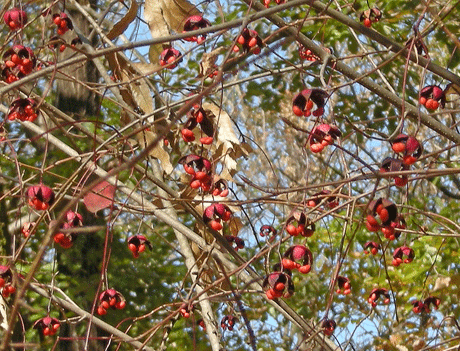 a0001354_2146065.gif
