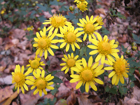 a0001354_21473193.gif