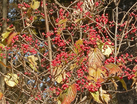 a0001354_21505957.gif
