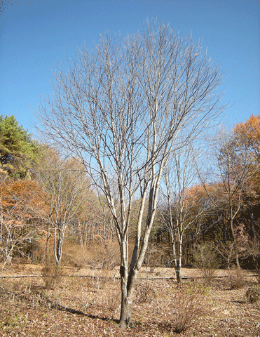 a0001354_21534927.gif