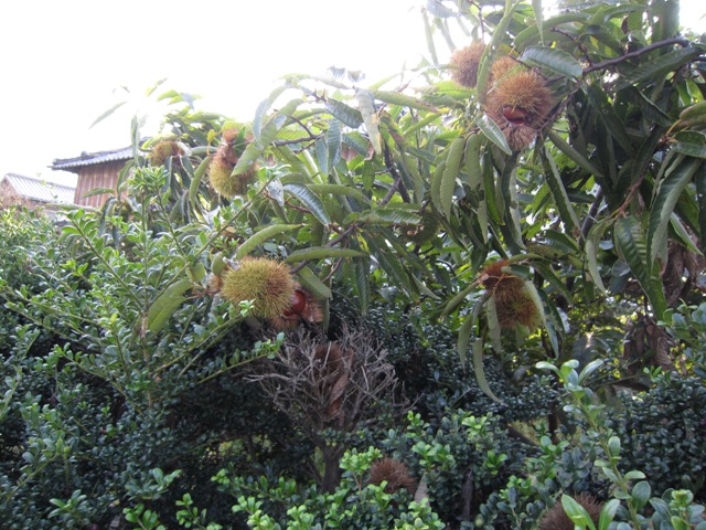 b0173754_14451779.jpg