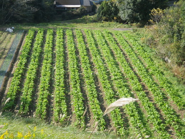 f0055264_22331460.jpg