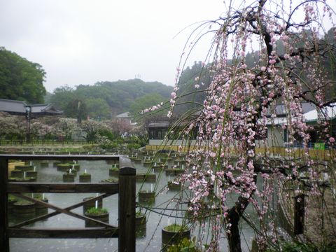 b0005281_22362265.jpg
