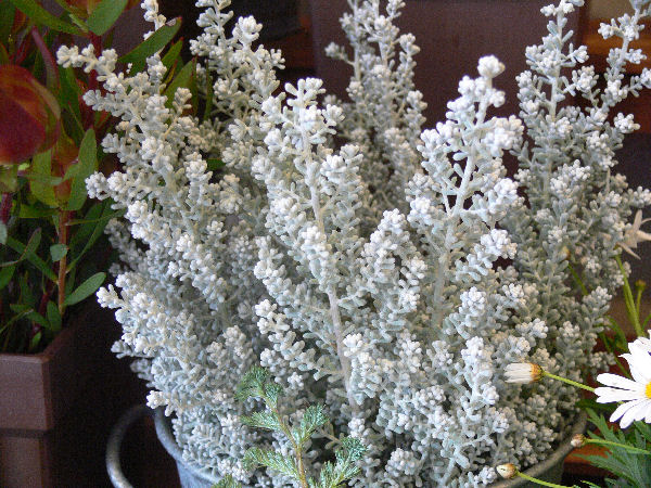 e0140986_1520100.jpg