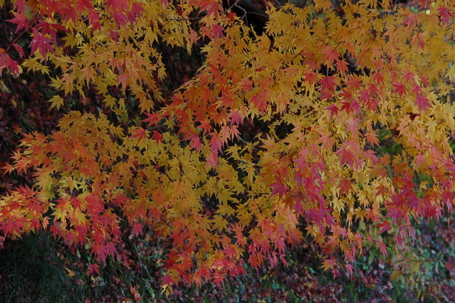 b0203588_195408.jpg