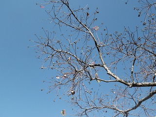 c0190010_175326.jpg