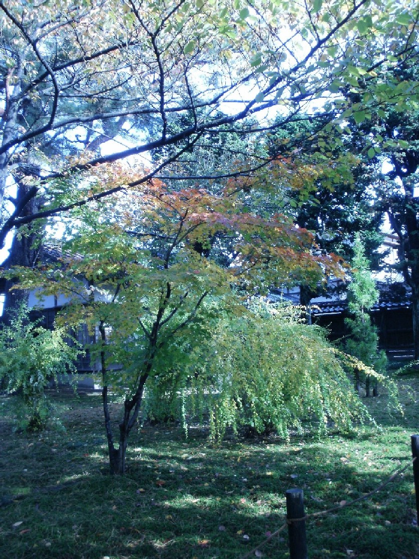 e0135219_1124589.jpg