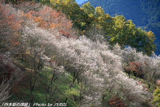 a0195032_2343452.jpg