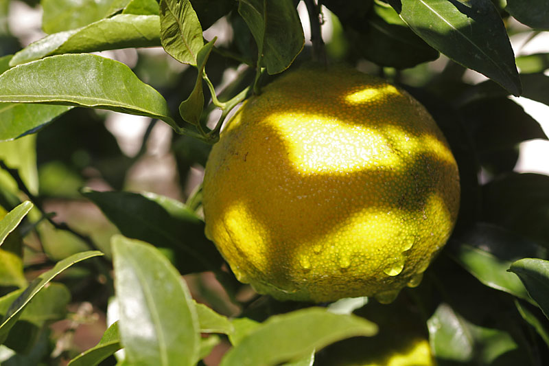 b0042837_21411449.jpg