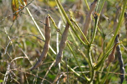 e0228938_1844991.jpg