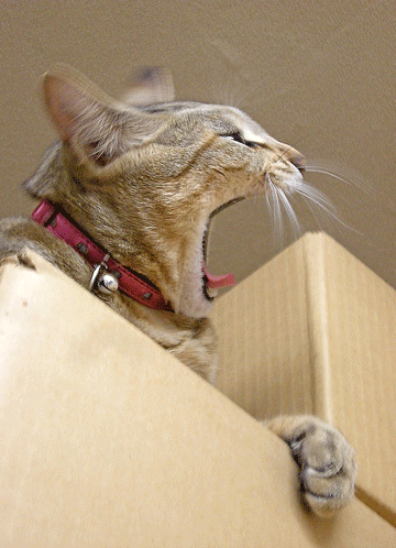 a0001354_21544459.gif