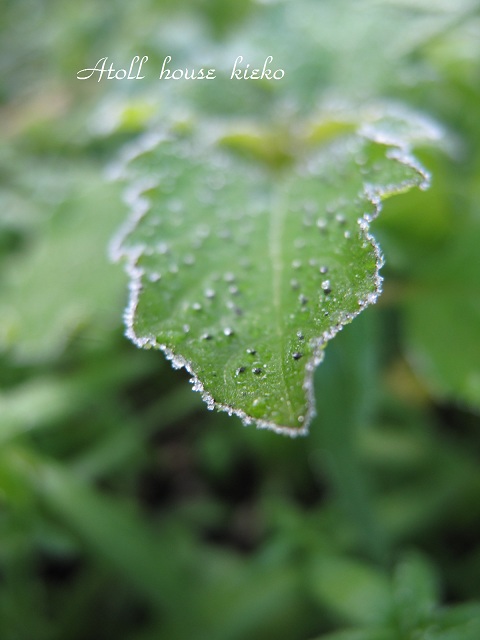 a0139570_20264241.jpg