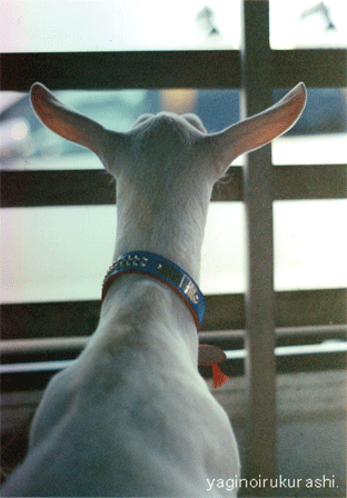b0232519_1152015.gif
