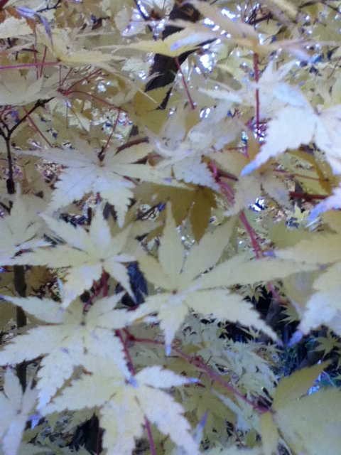 c0201427_2182359.jpg