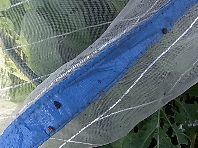 d0160852_15384837.jpg