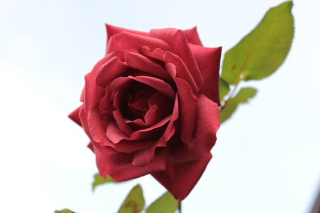 e0239458_1872928.jpg