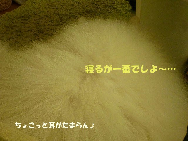 e0176159_0165497.jpg