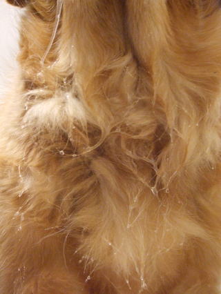 e0161972_1454065.jpg