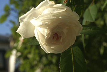 f0166982_10543358.jpg