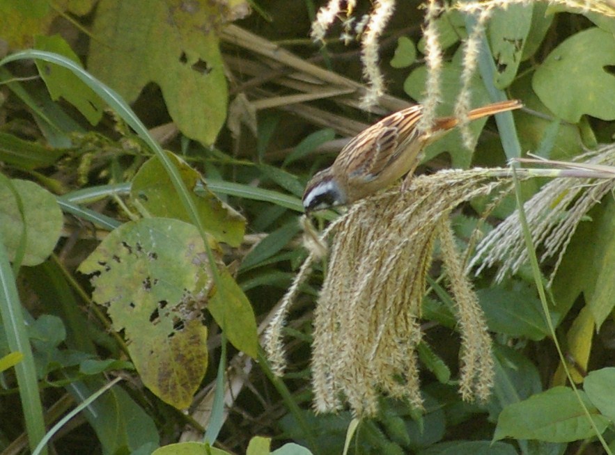 e0197884_23272888.jpg