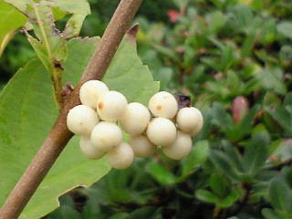c0208099_1104076.jpg