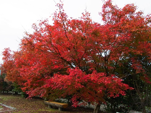 c0205806_1537214.jpg