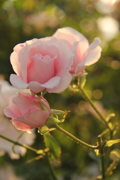 c0201257_15245117.jpg