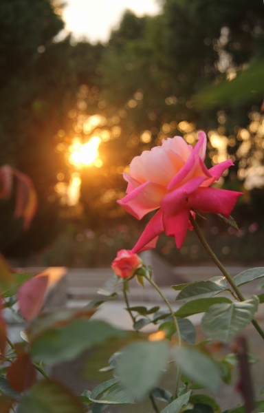 c0201257_15251862.jpg